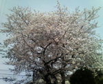 桜さ